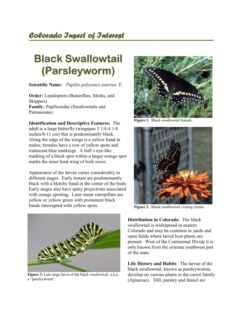 Black Swallowtail (Parsleyworm)