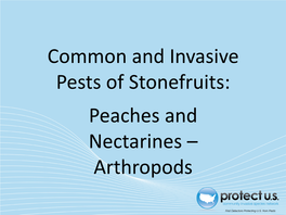 Common and Invasive Pests of Stonefruits: Peaches and Nectarines – Arthropods Tree in Leaf Background Tree in Bloom