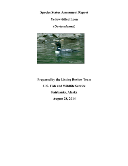 Species Status Assessment Report Yellow-Billed Loon (Gavia Adamsii)