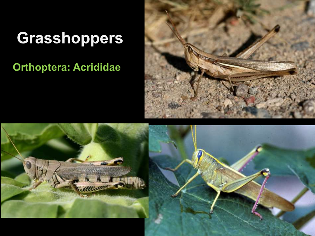 Grasshoppers