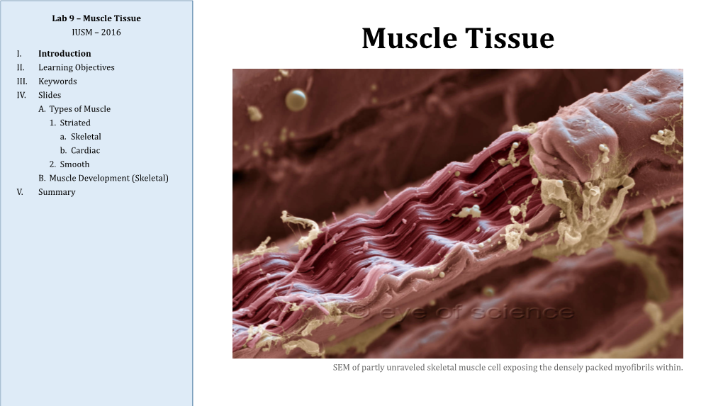 Muscle Tissue IUSM – 2016