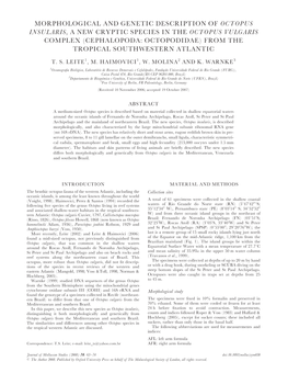 Cephalopoda: Octopodidae) from the Tropical Southwestern Atlantic