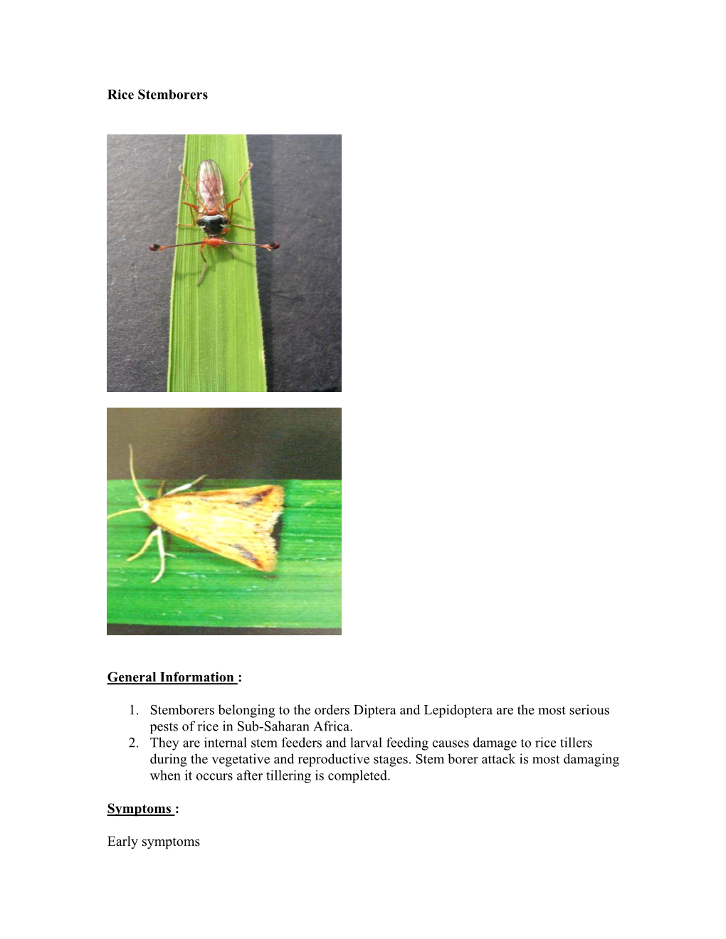 Rice Insect Guide