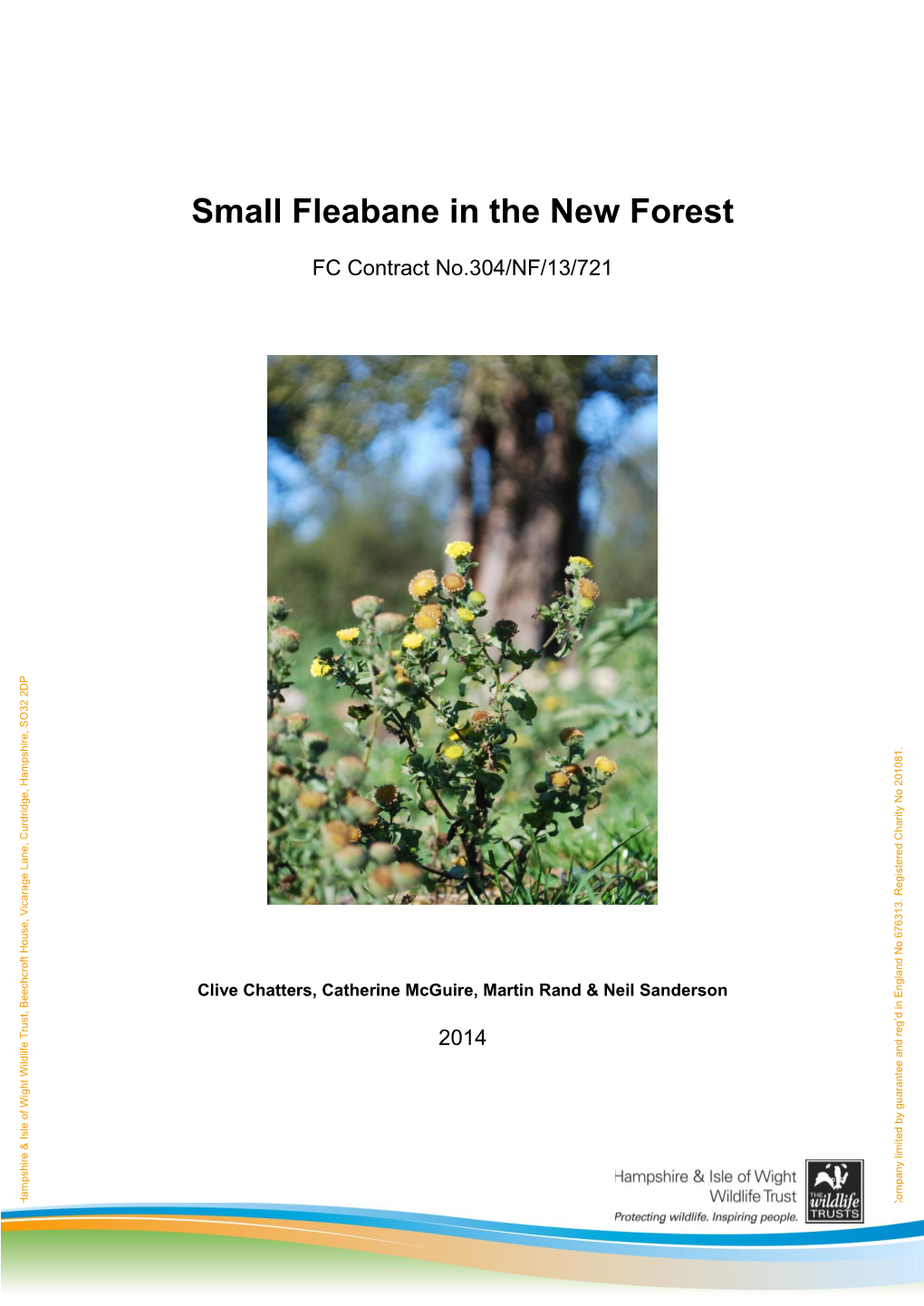 Small Fleabane in the New Forest