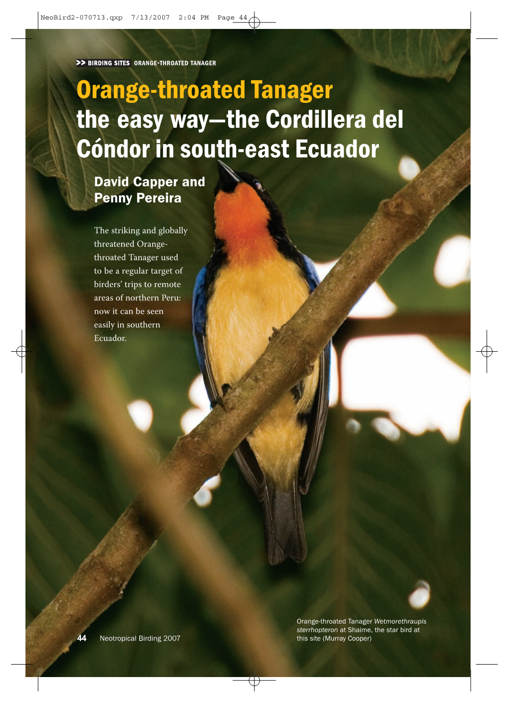 Orange-Throated Tanager the Easy Way—The Cordillera Del Cóndor in South-East Ecuador David Capper and Penny Pereira