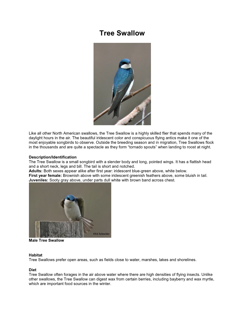 Tree Swallow