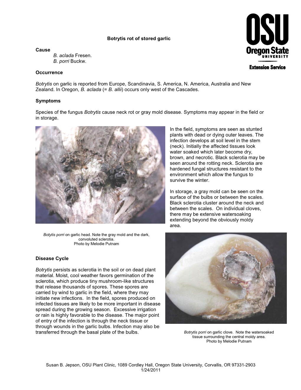 Botrytis Rot of Stored Garlic