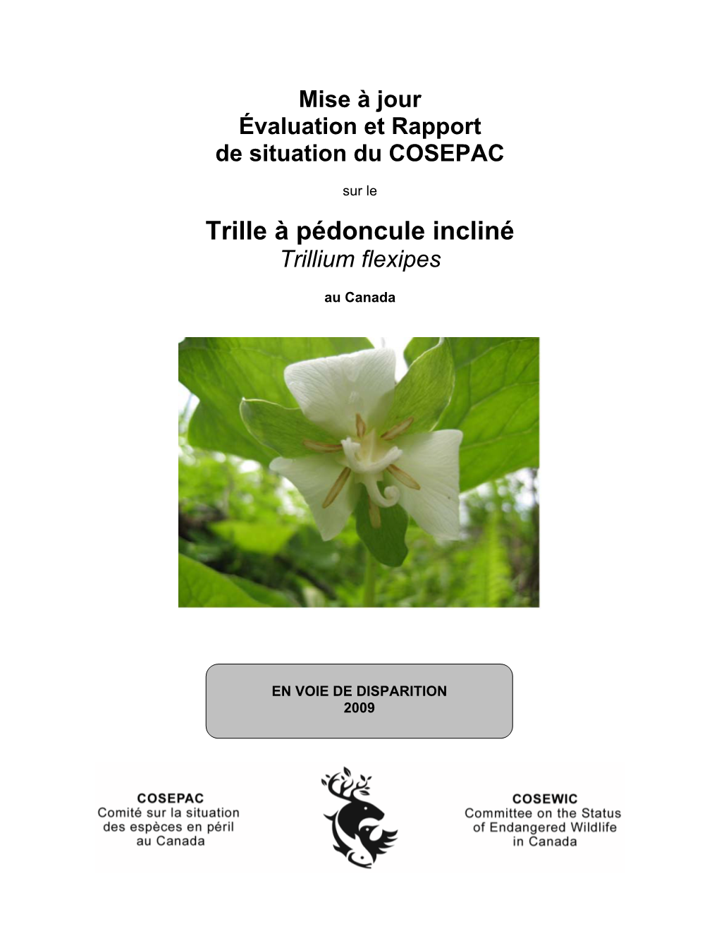 Trille À Pédoncule Incliné ( Trillium Flexipes)