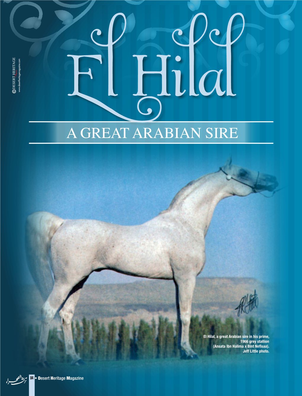 A Great Arabian Sire in His Prime, 1966 Grey Stallion (Ansata Ibn Halima X Bint Nefisaa)
