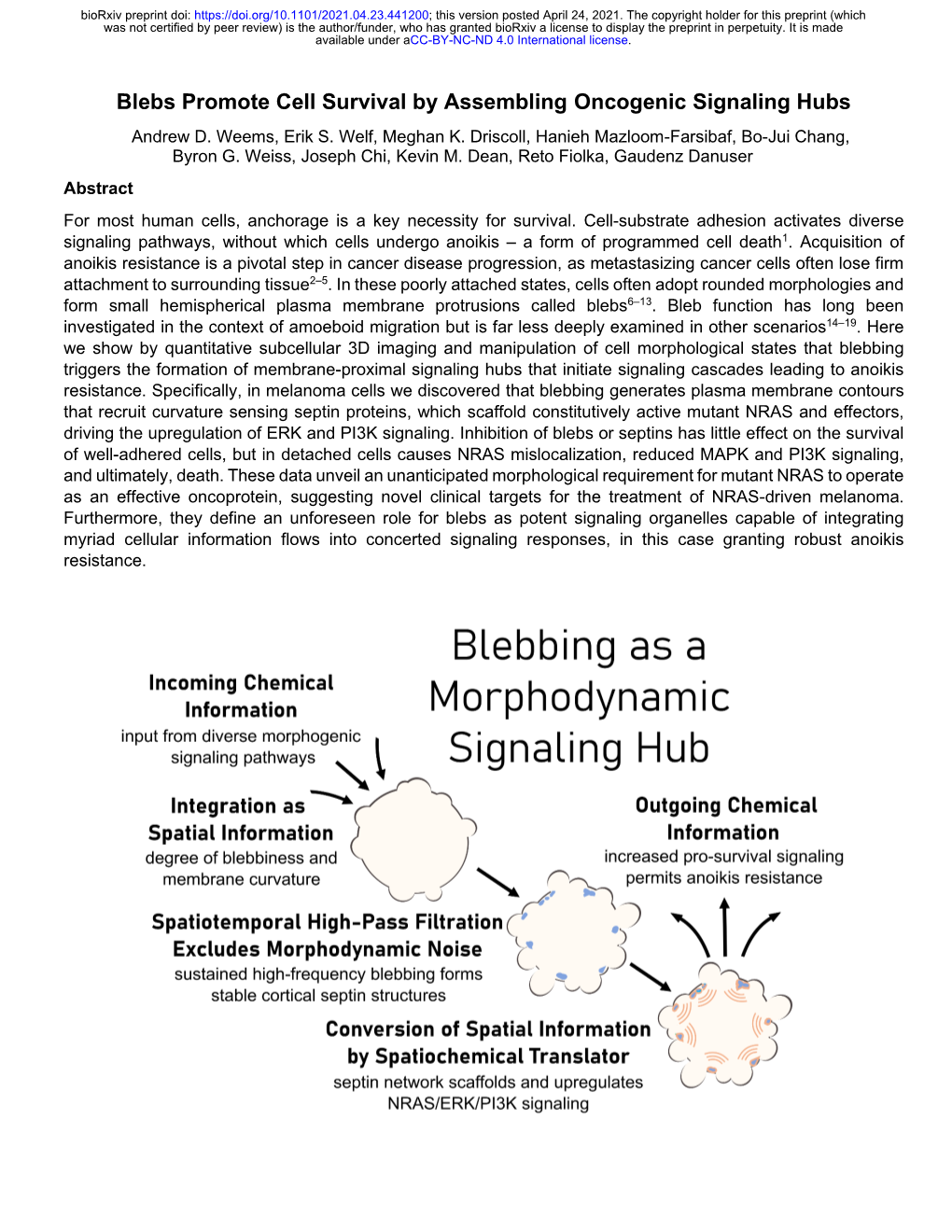 Blebs Promote Cell Survival by Assembling Oncogenic Signaling Hubs Andrew D