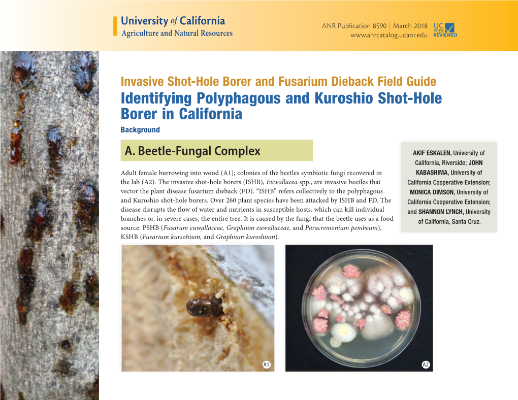 Identifying Polyphagous and Kuroshio Shot-Hole Borer in California Background
