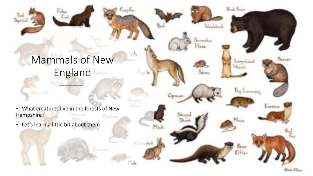 Mammals of New England