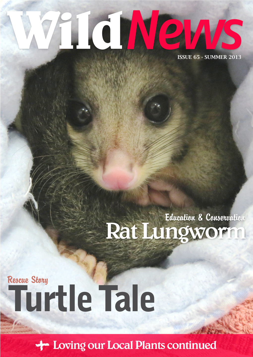 Rat Lungworm