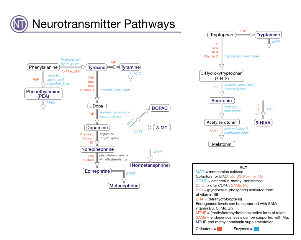 Neurotransmitter Pathways