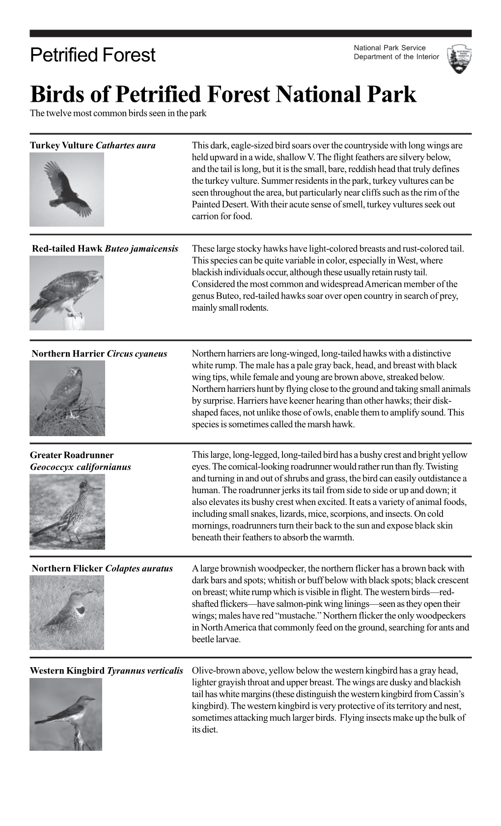 Birds of Petrified Forest National Park the Twelve Most Common Birds Seen in the Park