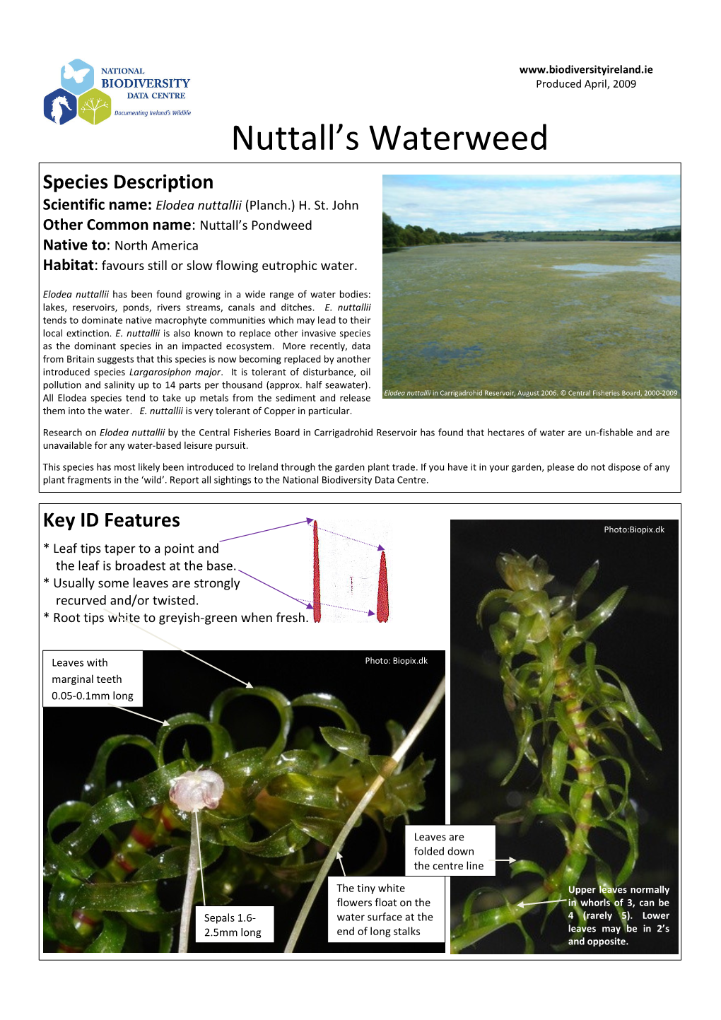 Nuttall's Waterweed