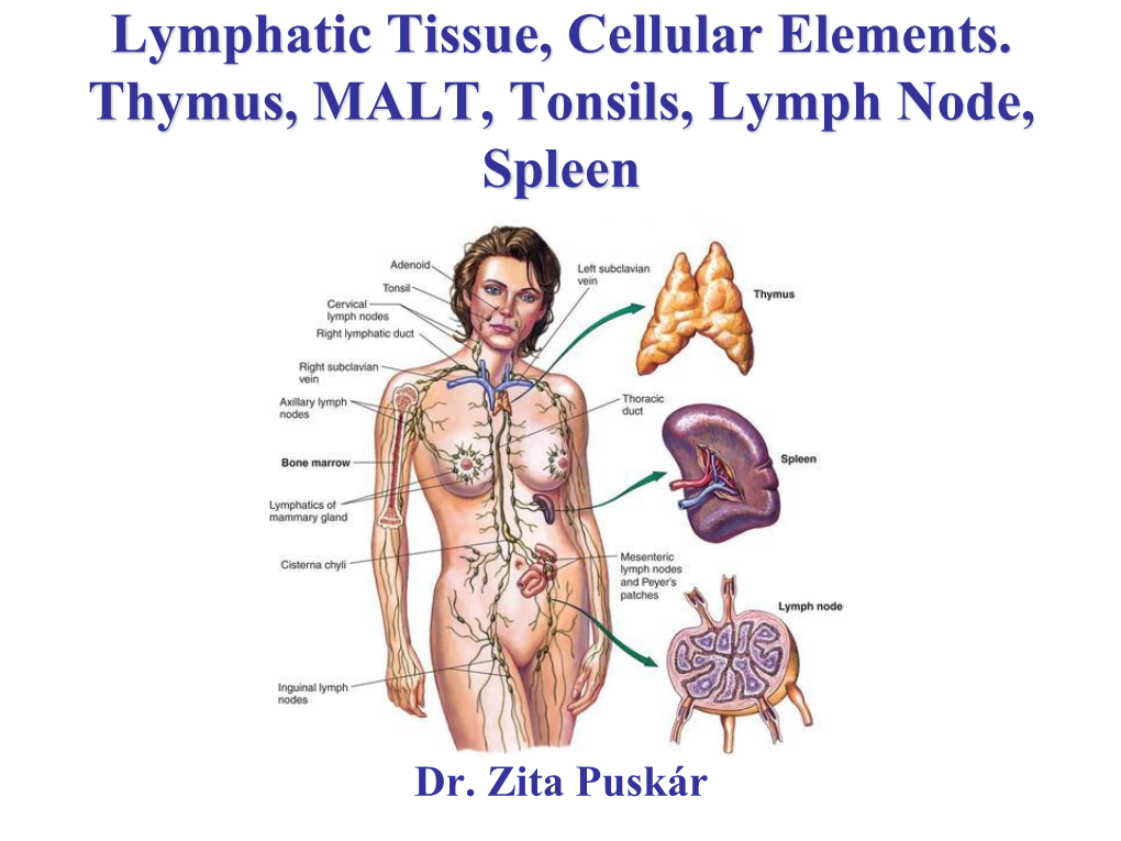 Lymphatic Tissue, Cellular Elements. Thymus, MALT, Tonsils, Lymph Node, Spleen