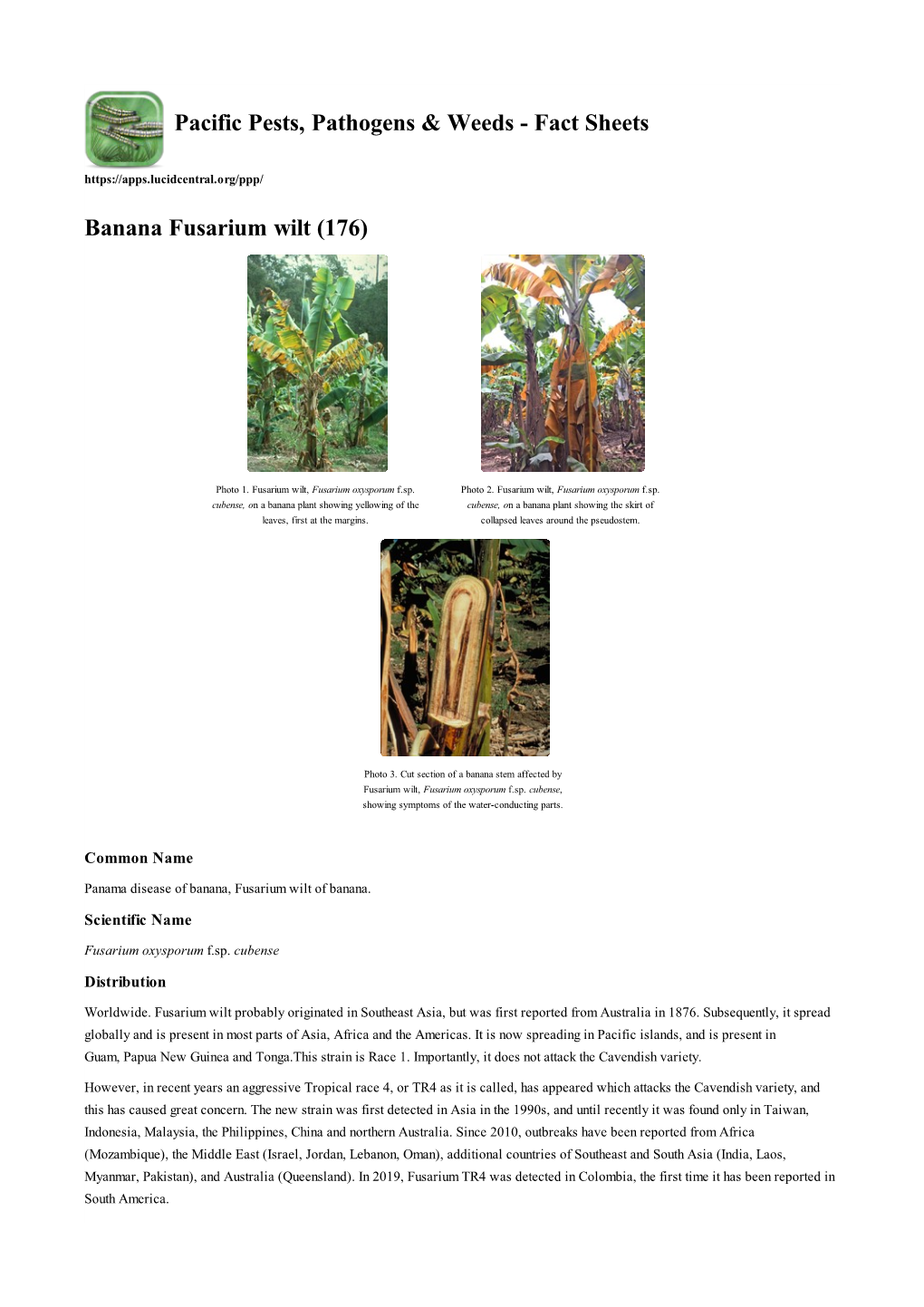 Banana Fusarium Wilt (176)