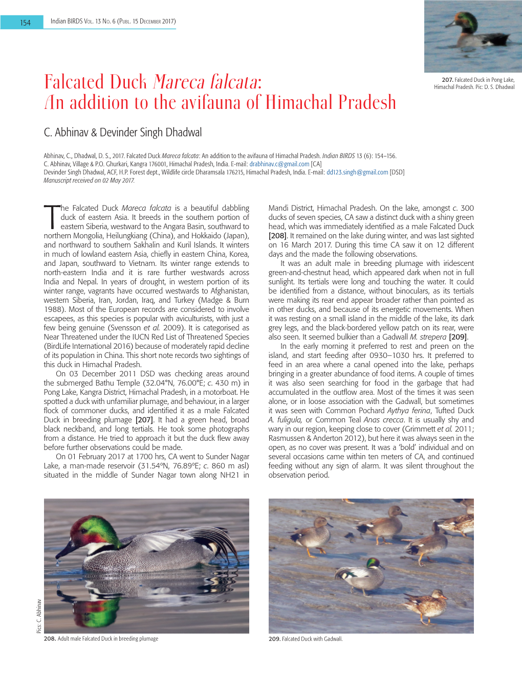 Falcated Duck Mareca Falcata: Himachal Pradesh