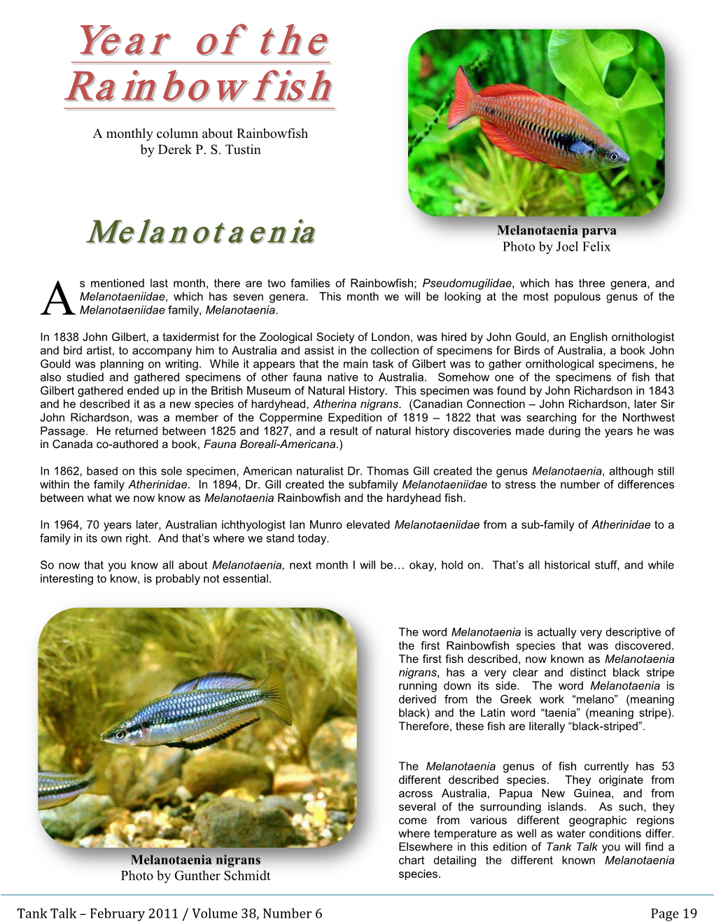 Year of the Rainbowfish – Melanotaenia
