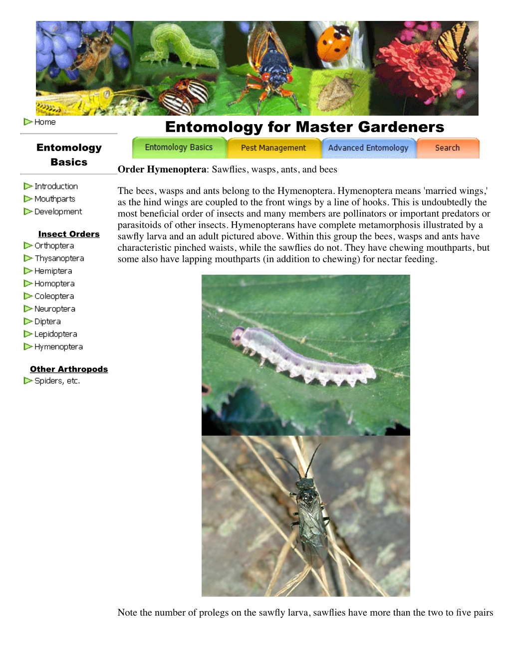 Hymenoptera: Bees, Wasps, Ants and Sawflies