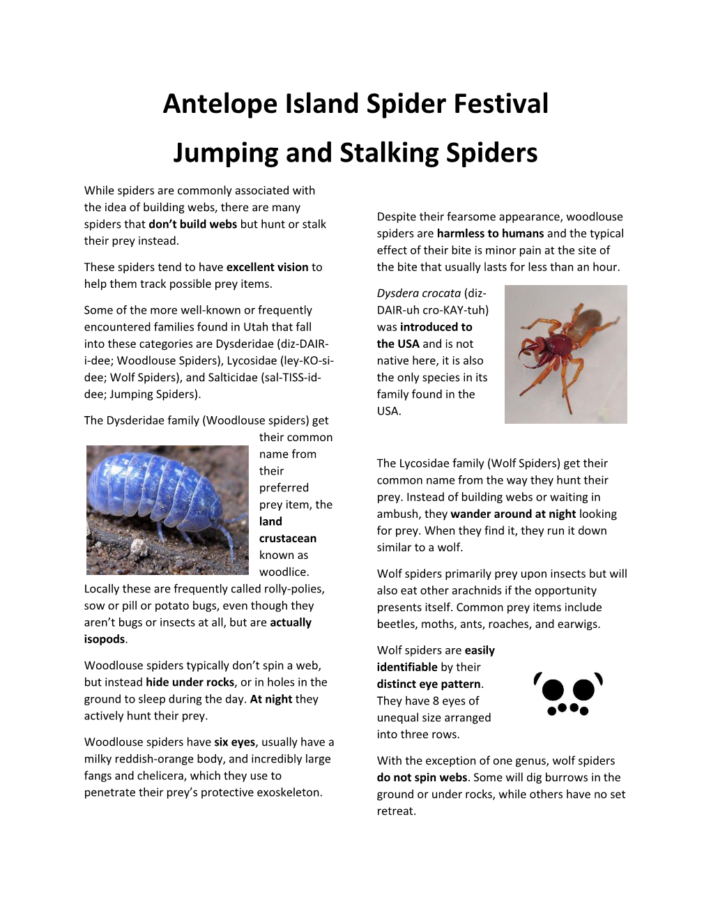 Jumping and Stalking Spiders