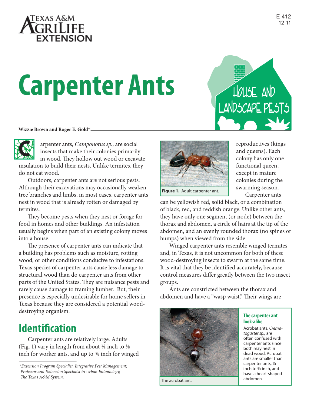 Carpenter Ants