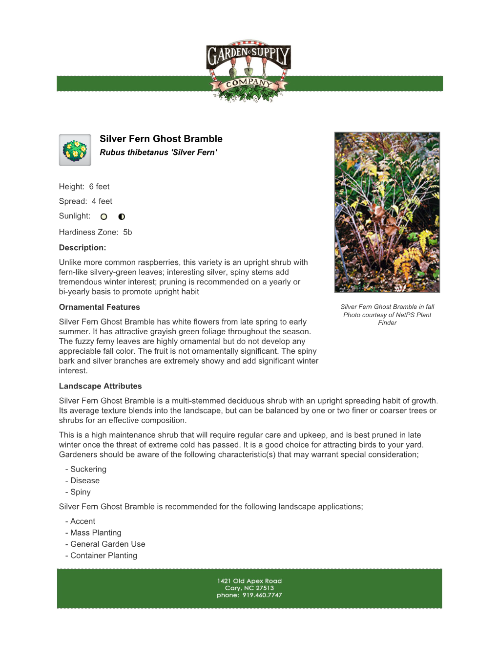 Garden Supply Company Silver Fern Ghost Bramble