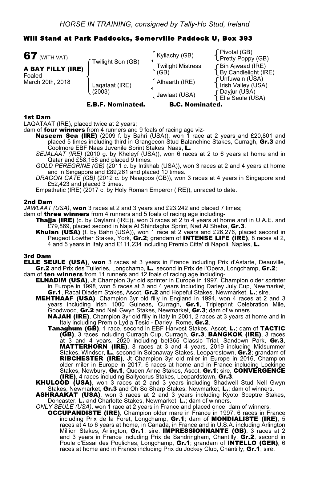 HORSE in TRAINING, Consigned by Tally-Ho Stud, Ireland