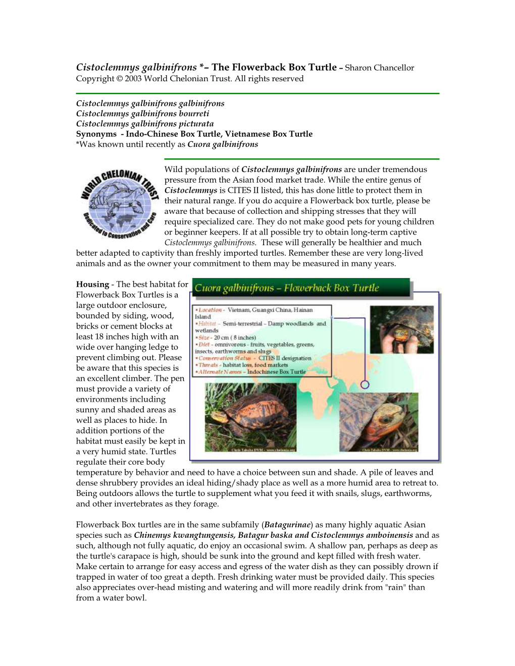 Cistoclemmys Galbinifrons *– the Flowerback Box Turtle – Sharon Chancellor Copyright © 2003 World Chelonian Trust