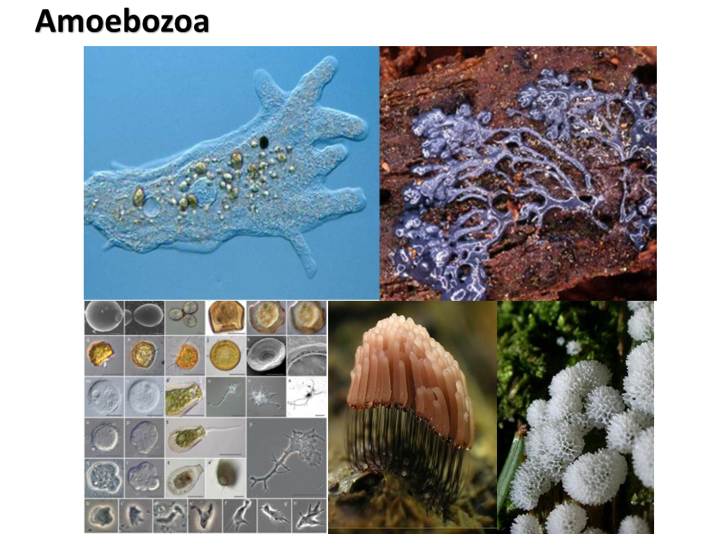 Amoebozoa Adl Et Al