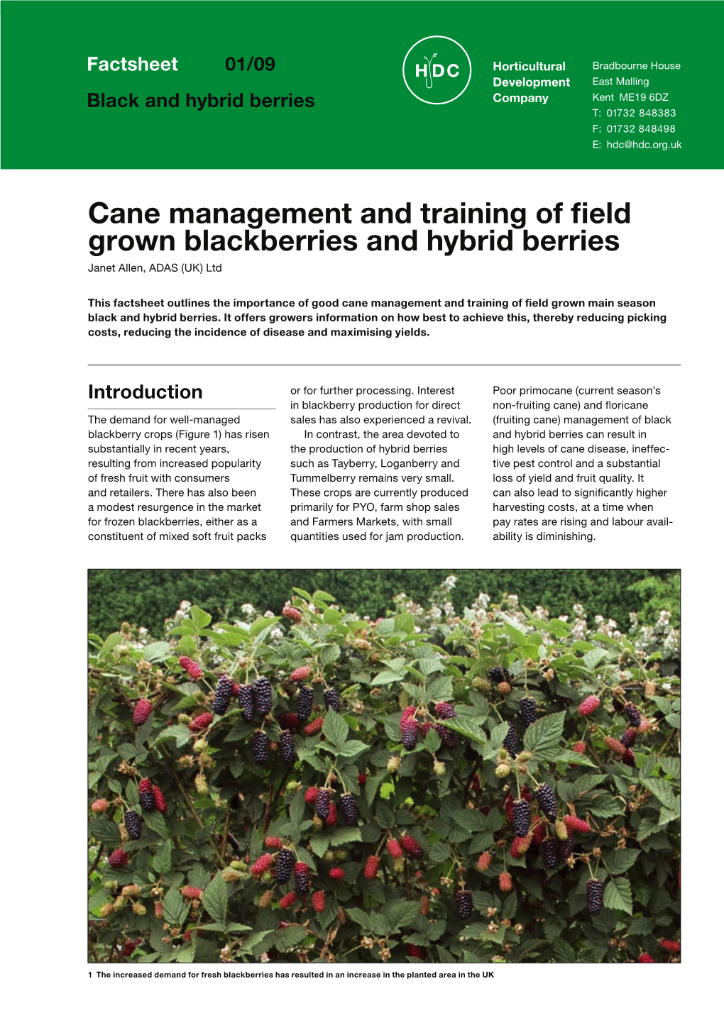 Cane Management and Training of ﬁeld Grown Blackberries and Hybrid Berries.Pdf