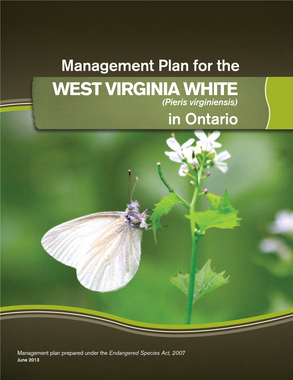 West Virginia White (Pieris Virginiensis) in Ontario