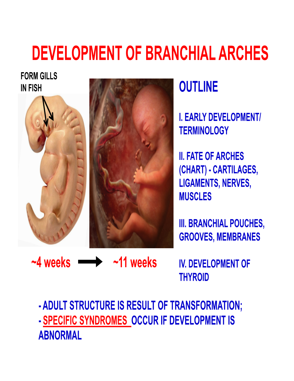 Development of Branchial Arches Form Gills in Fish Outline