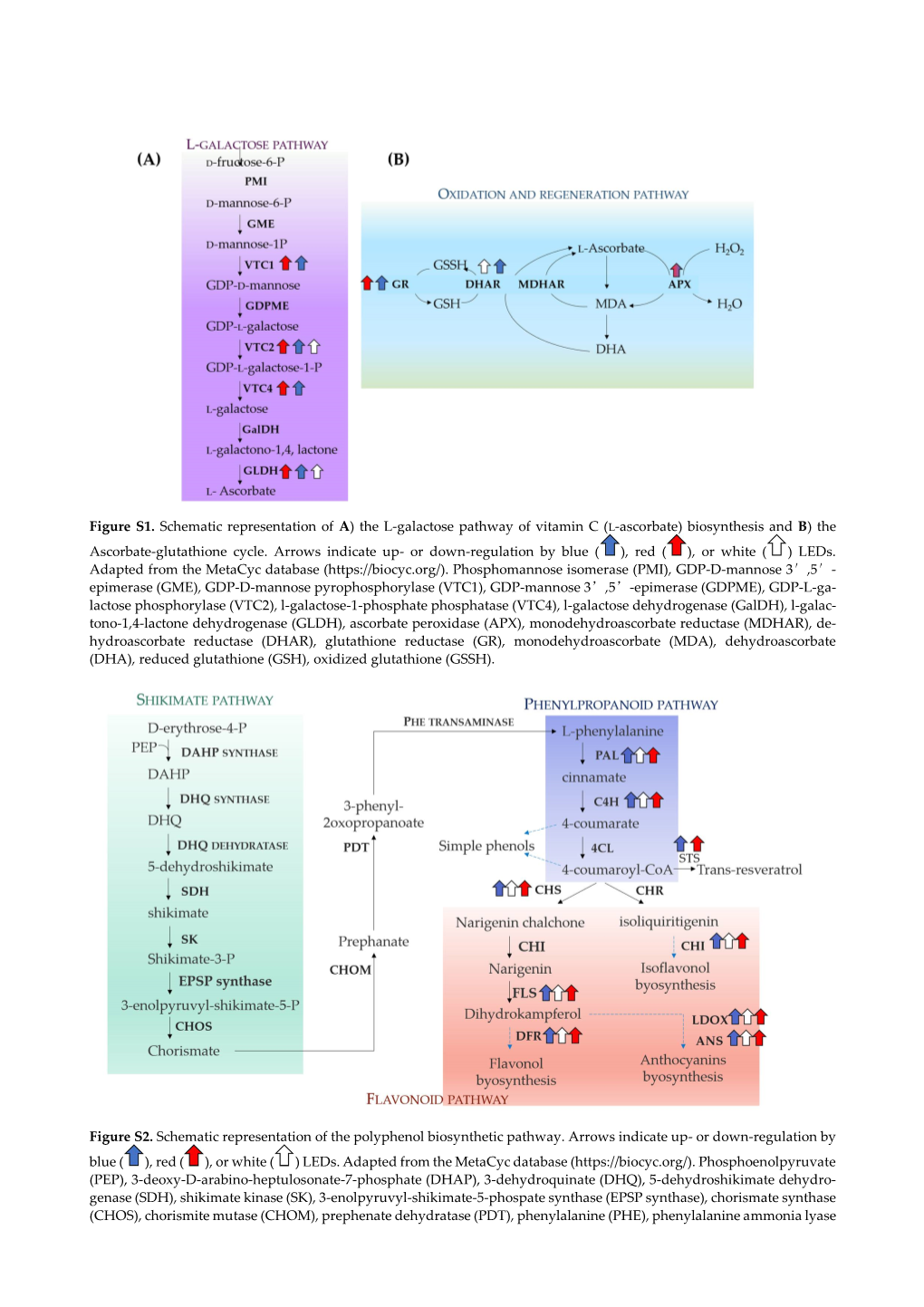 Figure S1. Schematic Representation of A) the L-Galactose Pathway of Vitamin C (L-Ascorbate) Biosynthesis and B) the Ascorbate-Glutathione Cycle