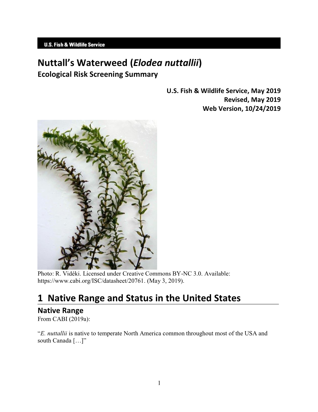 Nuttall's Waterweed (Elodea Nuttallii) ERSS