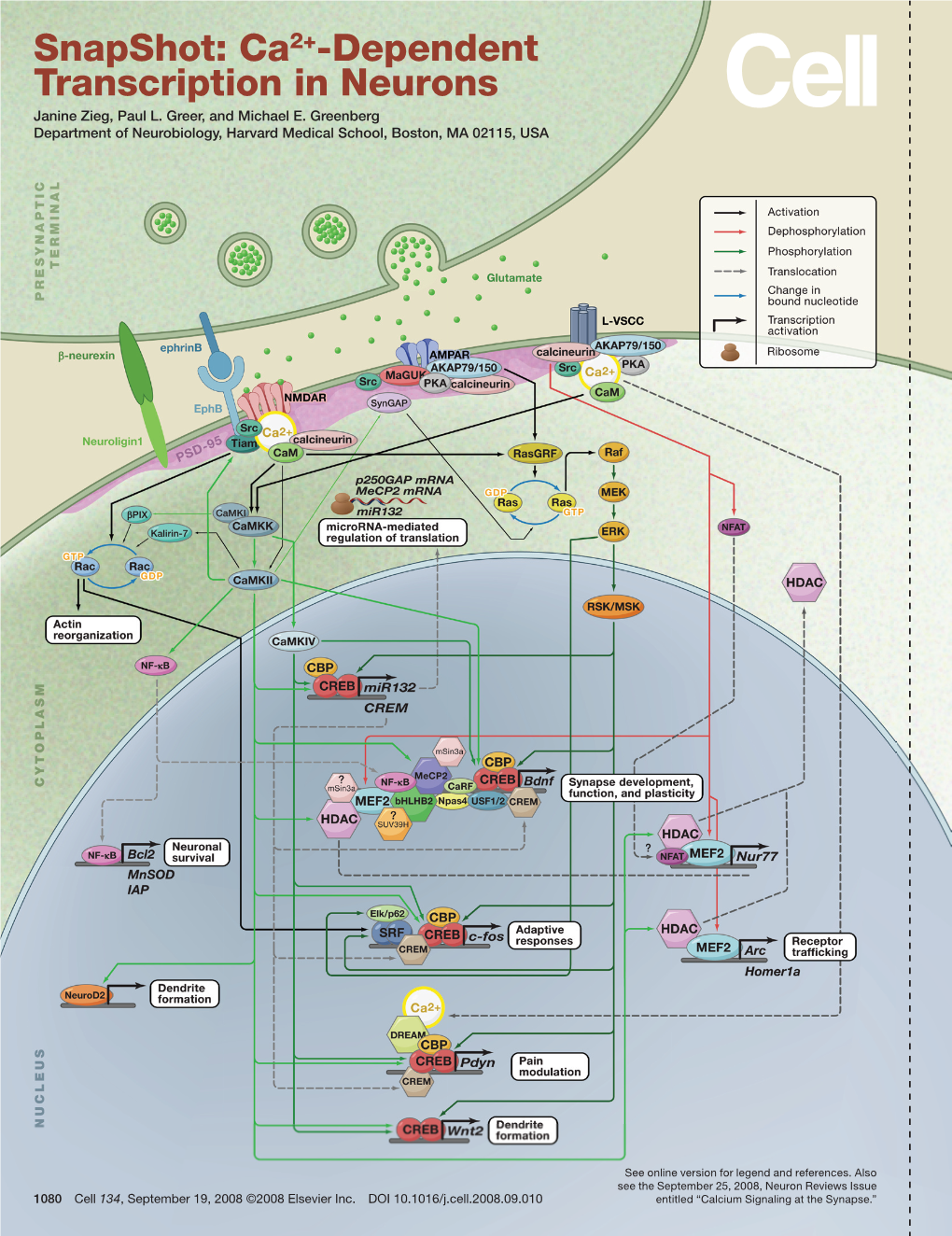 Snapshot: Ca2+-Dependent Transcription in Neurons Janine Zieg, Paul L