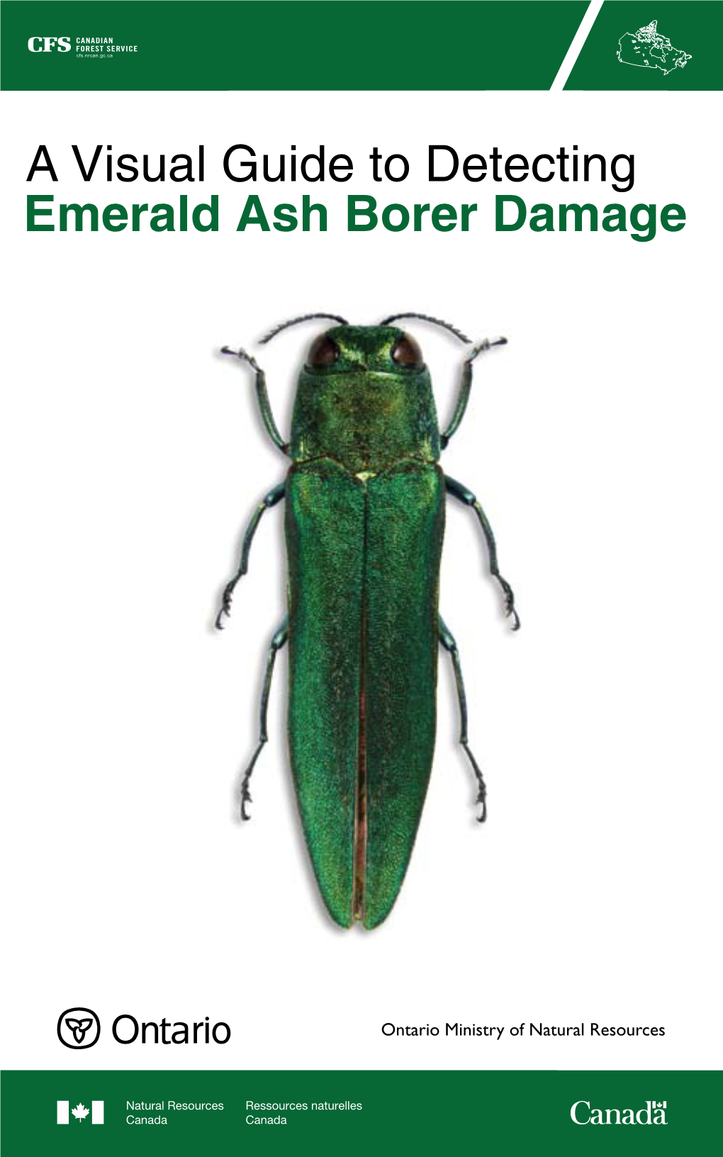 A Visual Guide to Detecting Emerald Ash Borer Damage