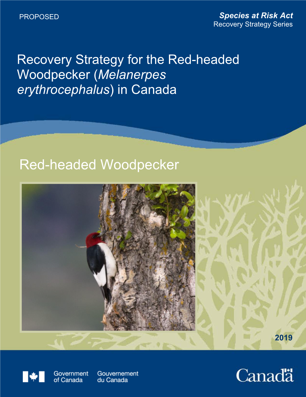 Red-Headed Woodpecker (Melanerpes Erythrocephalus) in Canada