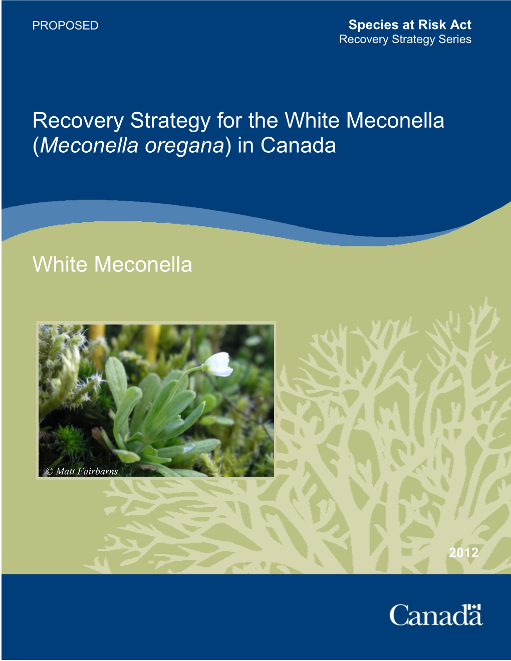 Recovery Strategy for the White Meconella (Meconella Oregana) in Canada White Meconella