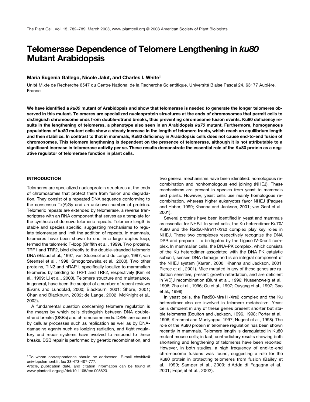 Telomerase Dependence of Telomere Lengthening in Ku80 Mutant Arabidopsis
