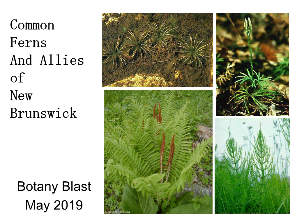 Common Ferns and Allies of New Brunswick