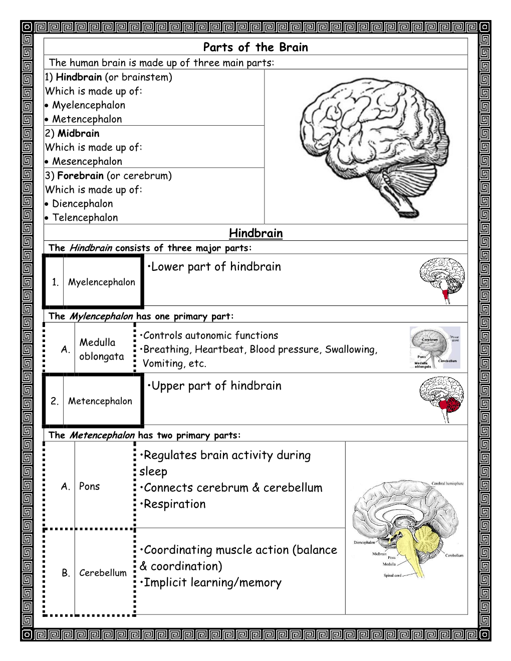 Parts of the Brain Hindbrain •Lower Part of Hindbrain •Upper Part Of