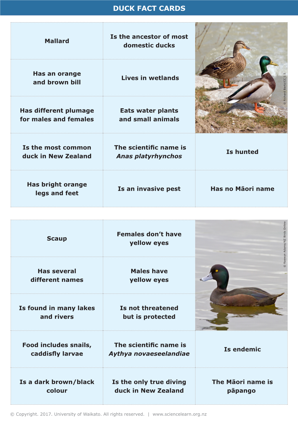 Duck Fact Cards