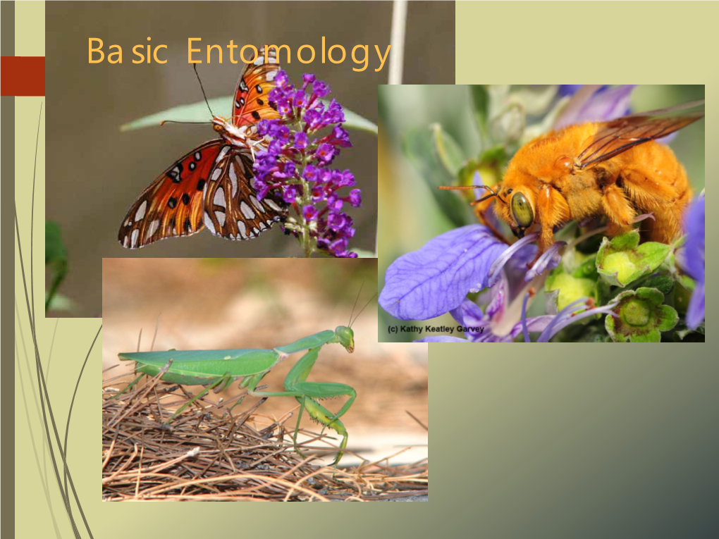 Basic Entomology