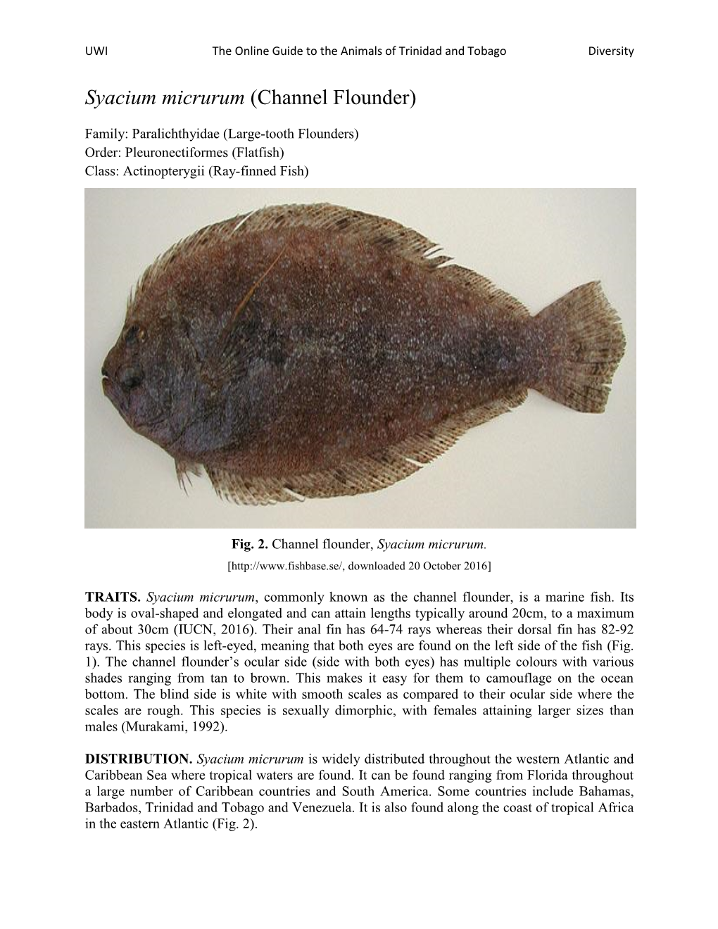 Syacium Micrurum (Channel Flounder)