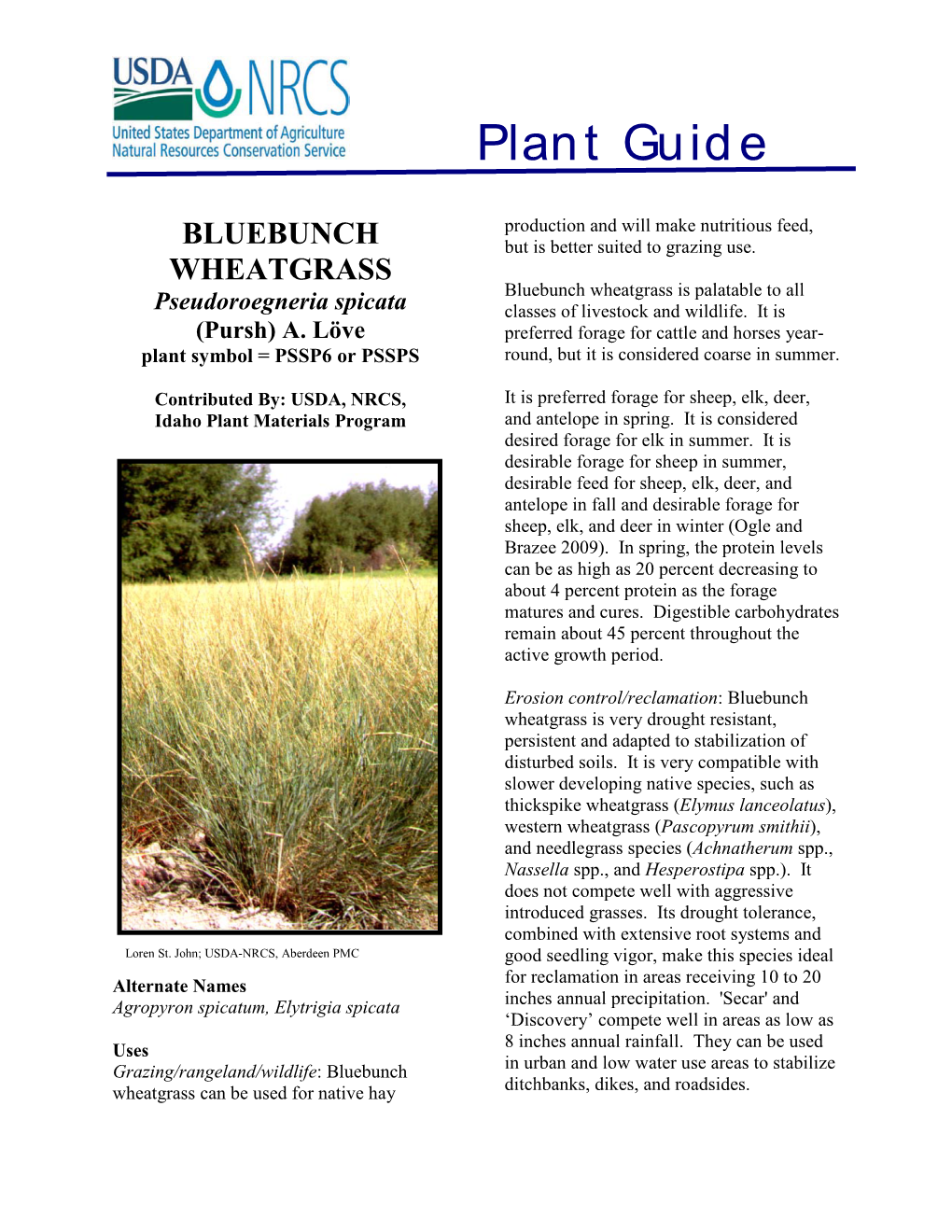 Bluebunch Wheatgrass: Pseudoroegneria Spicata