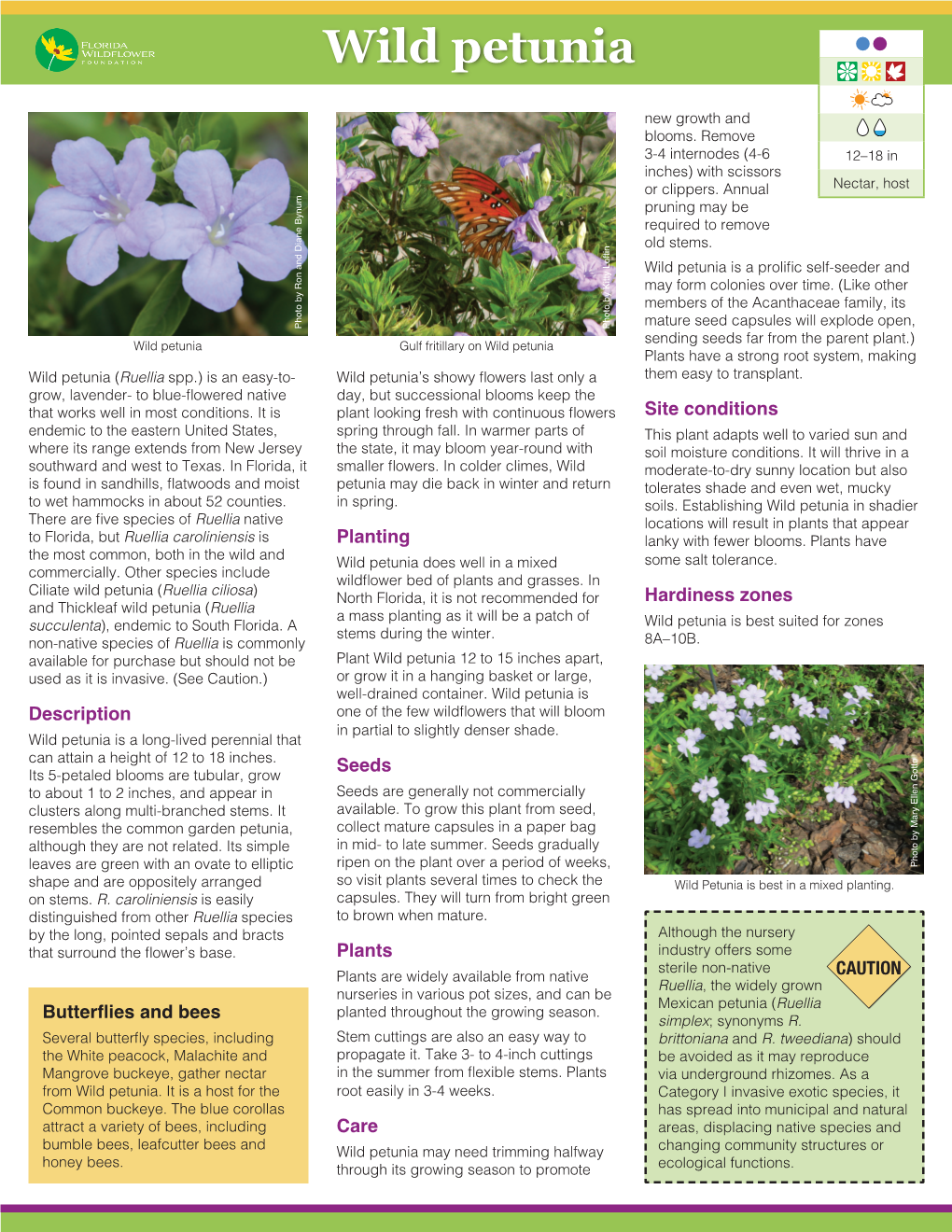 Wild Petunia (Ruellia Caroliniensis)