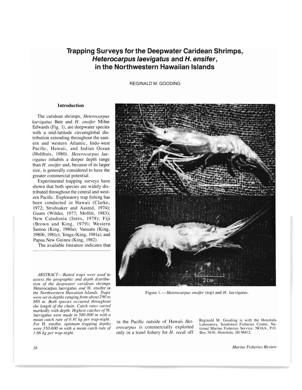 Trapping Surveys for the Deepwater Caridean Shrimps, Heferocarpus Laevigafus and H