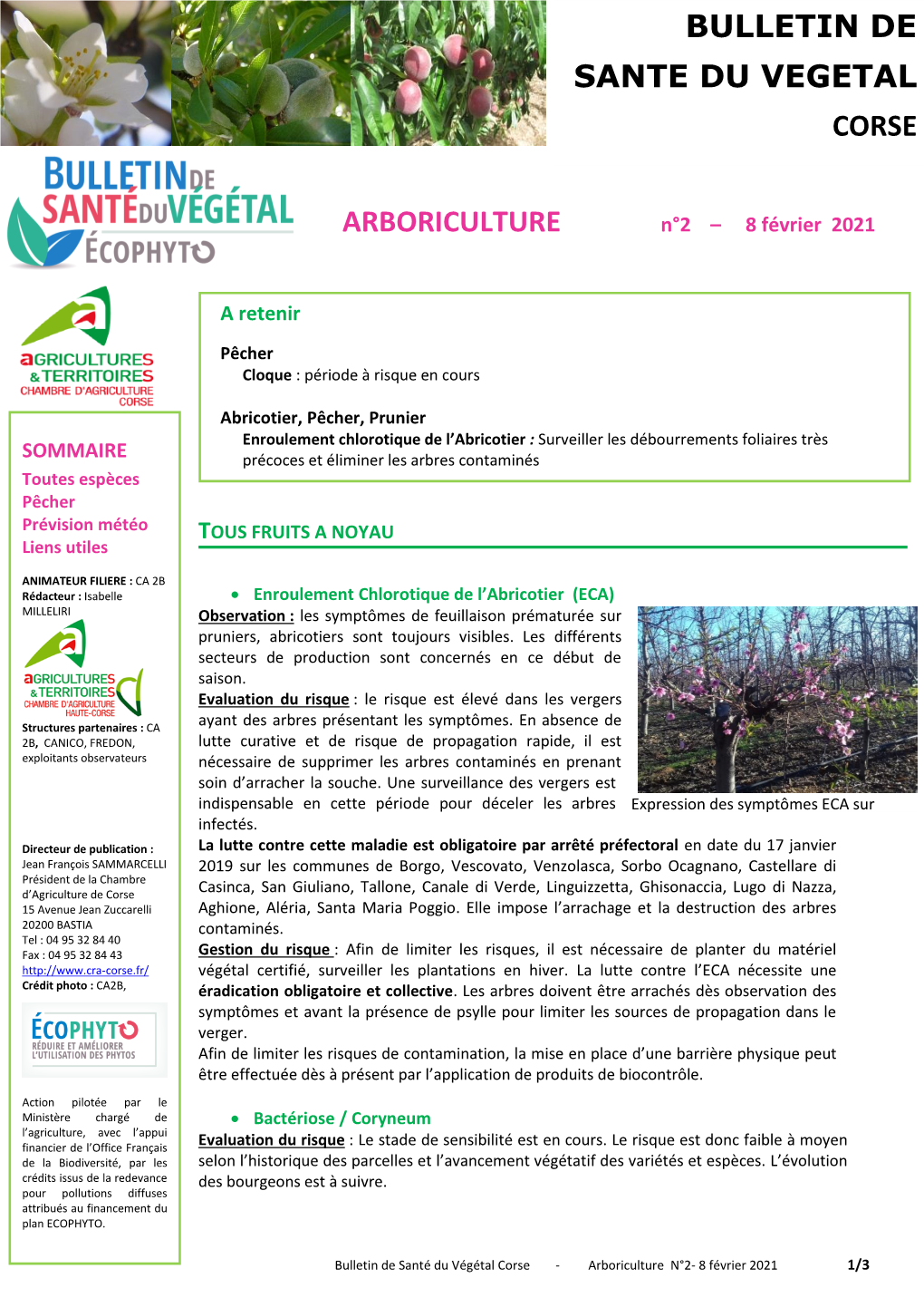 Arboriculture Bulletin De Sante Du Vegetal Corse